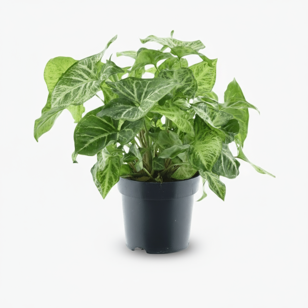 Syngonium Arrow – Plante flèche tropicale grimpante - Verdeia