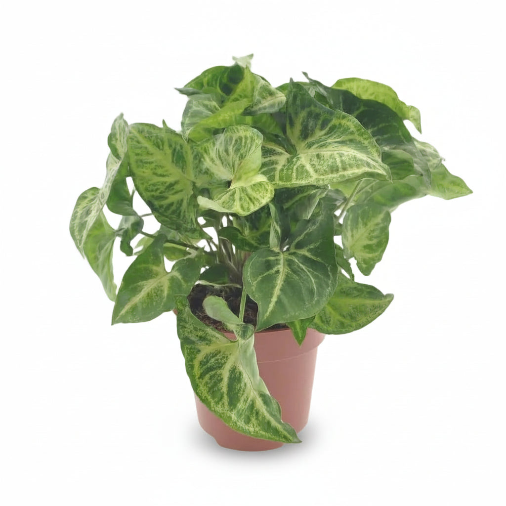 Syngonium Arrow – Planta flecha tropical trepadora - Verdeia - 4