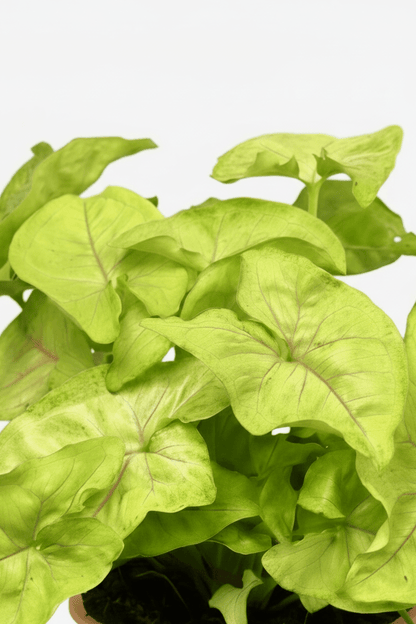 Syngonium Golden — Planta flecha dorada — Ø14 cm — H30 cm - Verdeia - 2