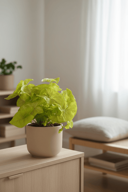 Syngonium Golden — Planta flecha dorada — Ø14 cm — H30 cm - Verdeia - 4