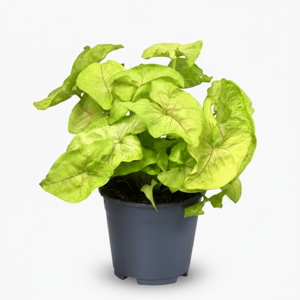 Syngonium Golden – Plante flèche dorée tropicale - Verdeia