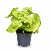 Syngonium Golden — Planta flecha dorada — Ø14 cm — H30 cm - Verdeia - 1
