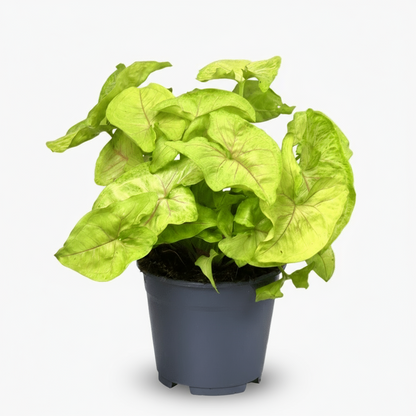 Syngonium Golden – Plante flèche dorée tropicale - Verdeia