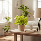 Syngonium Golden — Planta flecha dorada — Ø14 cm — H30 cm - Verdeia - 3