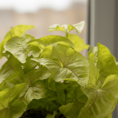 Syngonium Golden – Plante flèche dorée tropicale - Verdeia