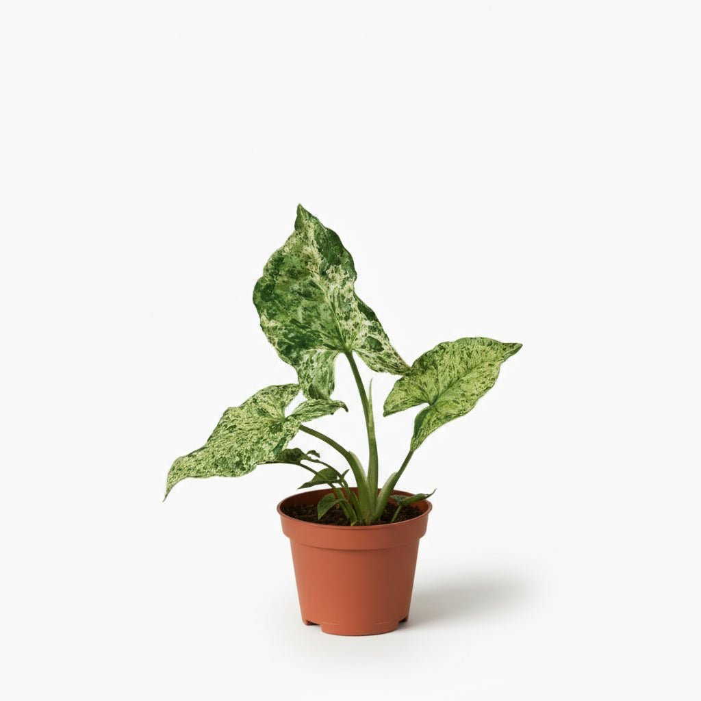 Syngonium Mottled - 6 x 15 cm - Verdeia