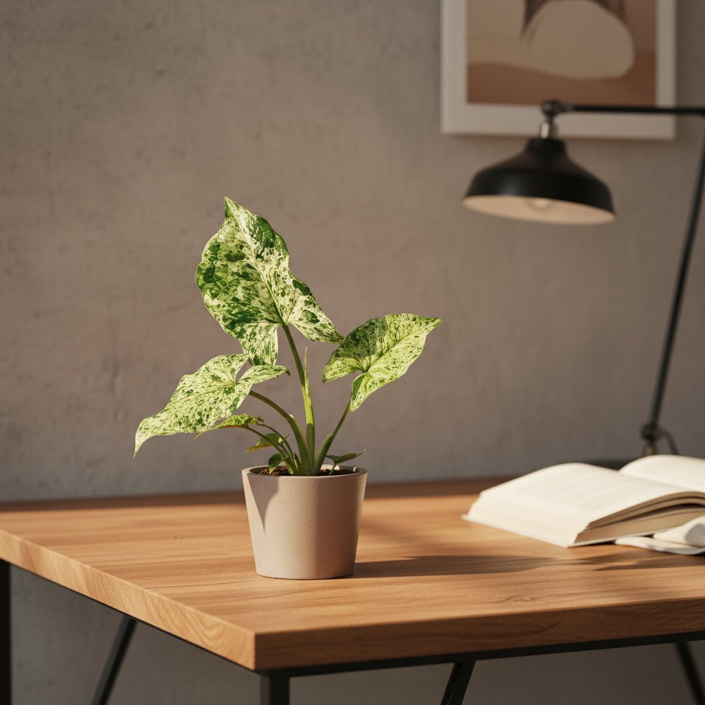 Syngonium Mottled - 6 x 15 cm - Verdeia