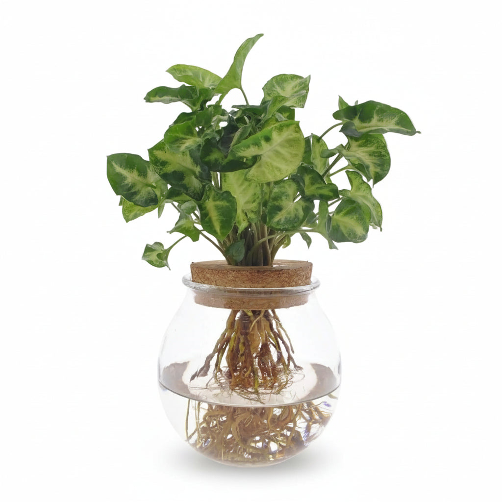 Syngonium ‘Pixie’ v hydroponii – D12cm x V30 cm - Verdeia - 1