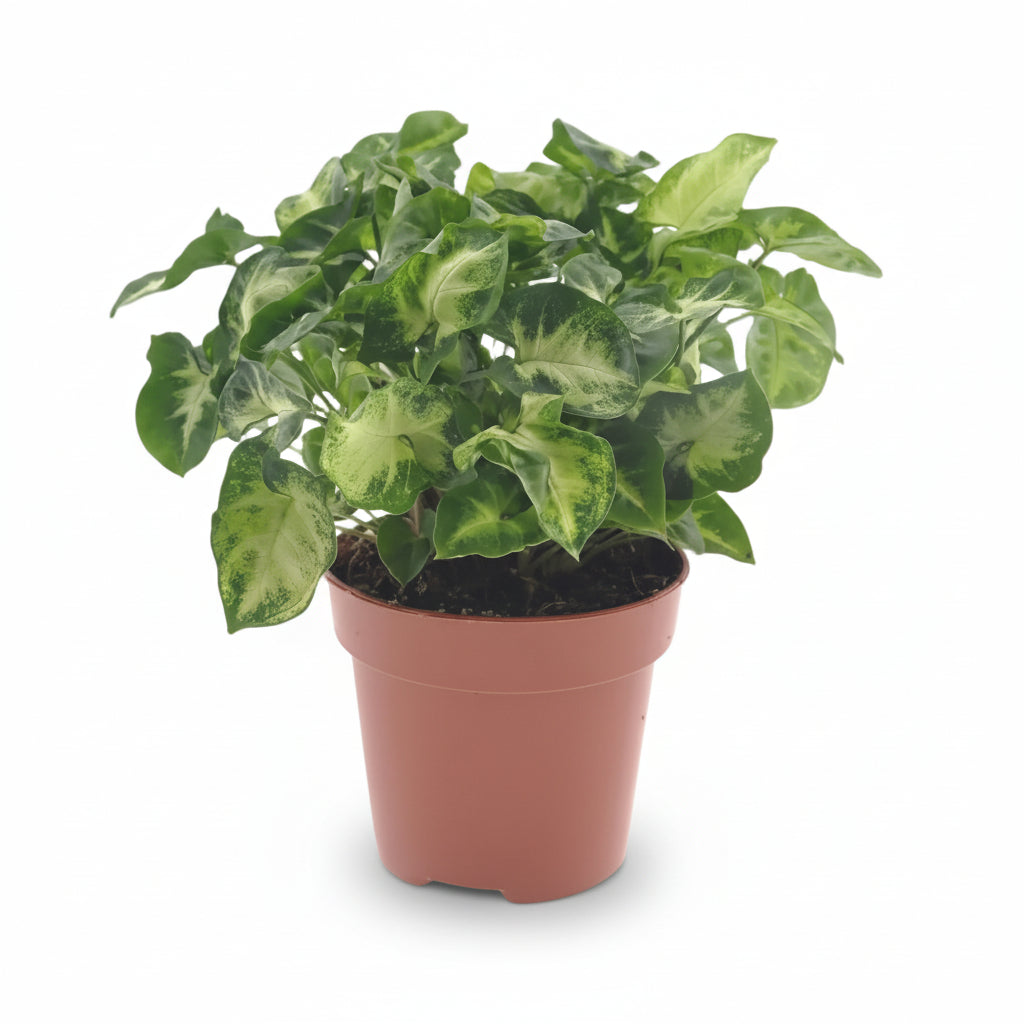 Syngonium Pixie — Ø12 cm — Alçada 20 cm - Verdeia - 1