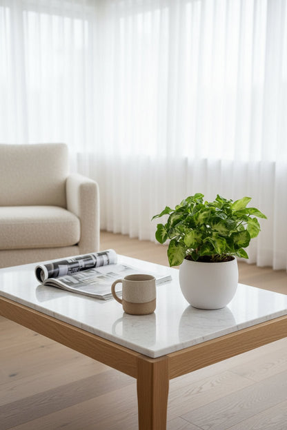 Syngonium Pixie (Planta flecha miniatura) — H20 cm | Maceta Ø12 cm - Verdeia - 3