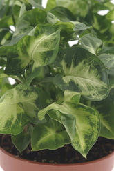 Syngonium Pixie (Planta flecha miniatura) — H20 cm | Maceta Ø12 cm - Verdeia - 2