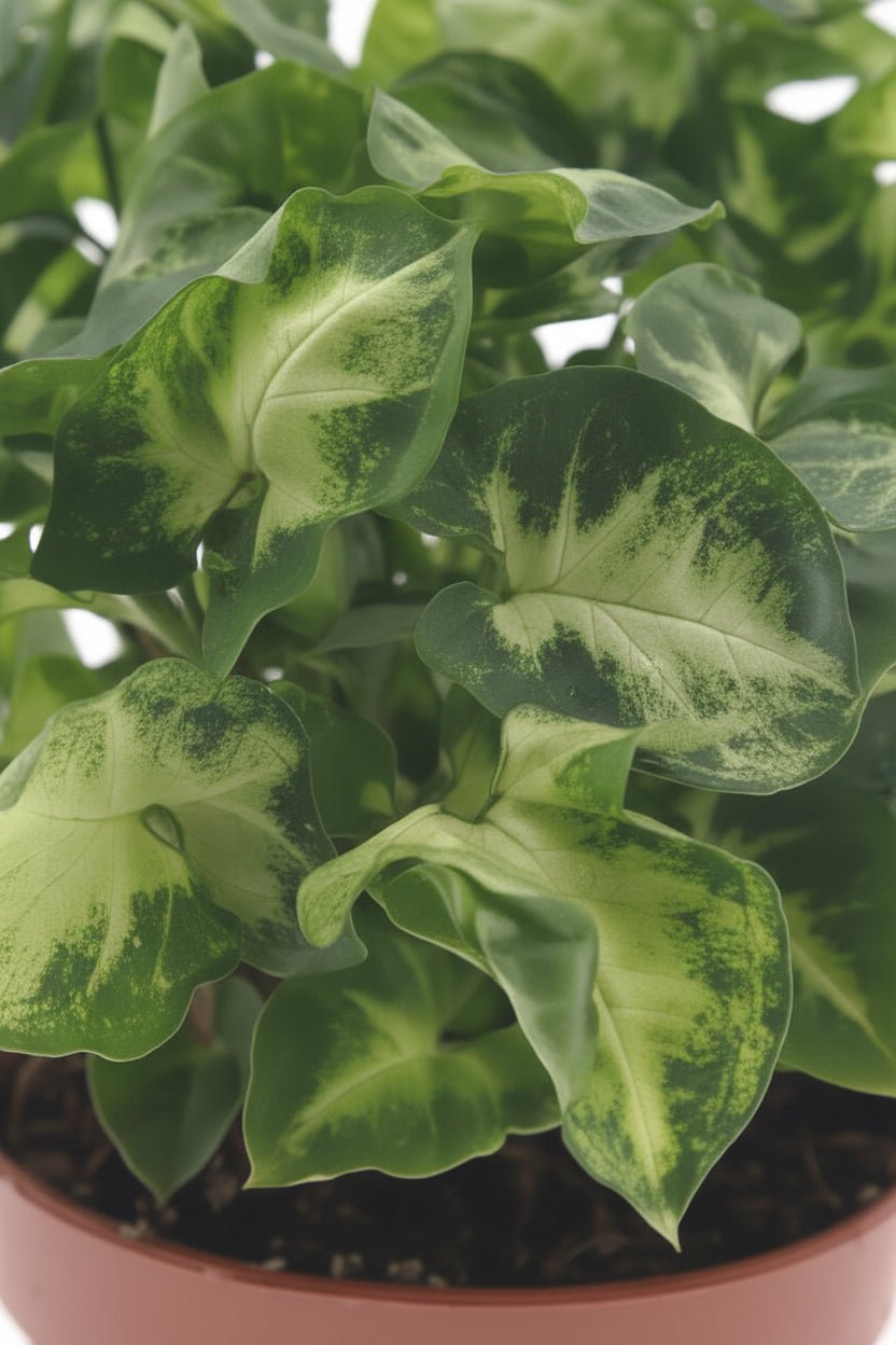 Syngonium Pixie (Planta fletxa miniatura) — H20 cm | Test Ø12 cm - Verdeia - 2