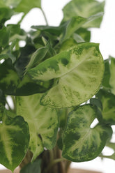 Syngonium podophyllum &