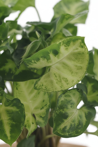 Syngonium podophyllum &