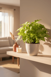 Syngonium podophyllum &