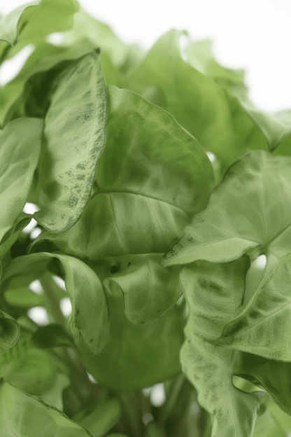 Syngonium podophyllum &