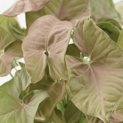 Syngonium Red Heart Feel Green – D14 x H30 cm - Verdeia