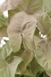 Syngonium Corazón Rojo (Syngonium cœur rose) H30 cm | Maceta Ø14 cm - Verdeia - 2