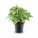 Syngonium White Butterfly – D14 x H35 cm - Verdeia - 1
