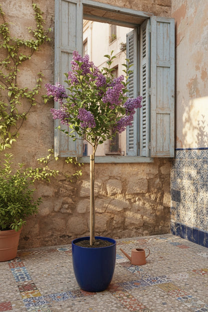 Syringa meyeri &
