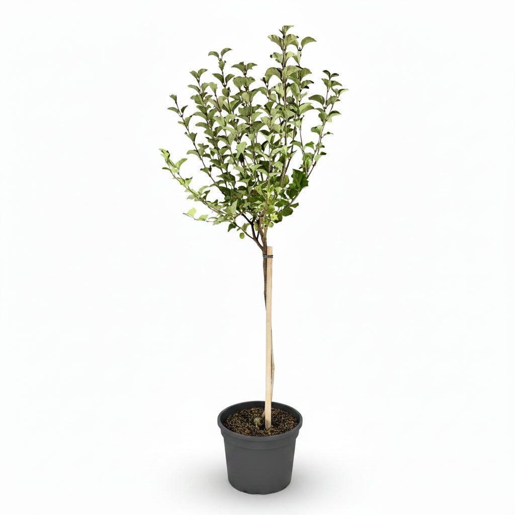 Syringa meyeri &