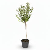 Syringa meyeri &
