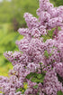 Syringa meyeri &