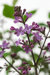 Syringa pubescens patula &