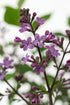 Syringa pubescens patula &