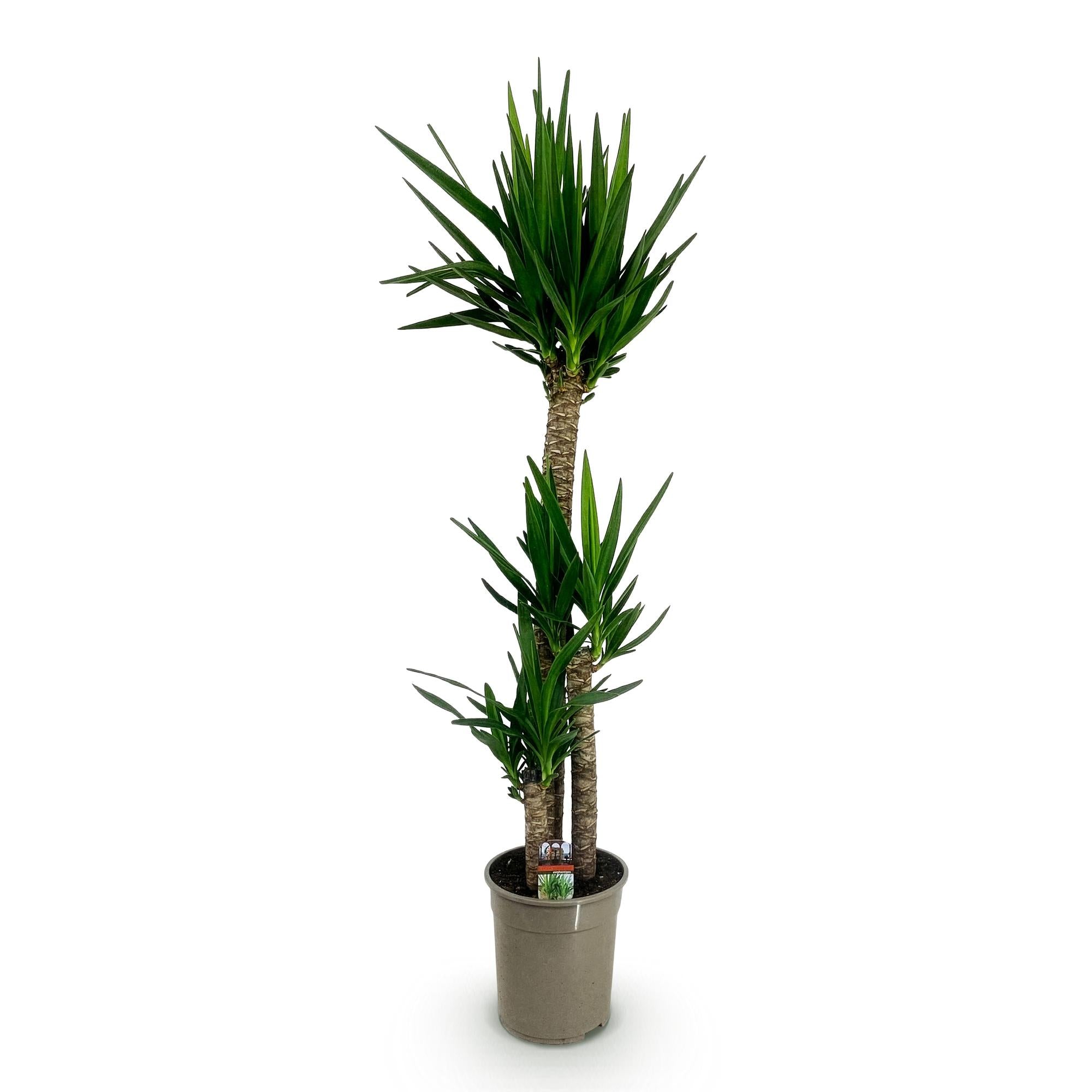 Yucca elephantipes (indendørs Yucca)