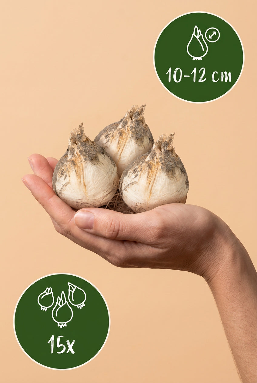 Allium &