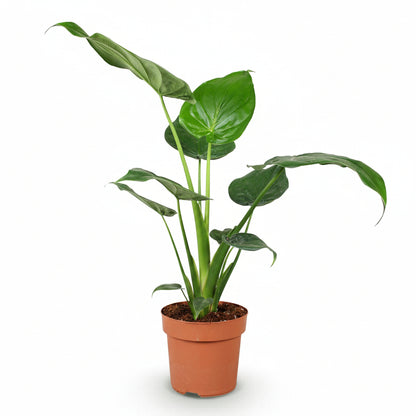 Pokojové rostliny - Alocasia Cucullata - Buddhova ruka - Nenáročná na údržbu - Zelená - 1 rostlina - Květináč 21cm - Výška 65-70cm