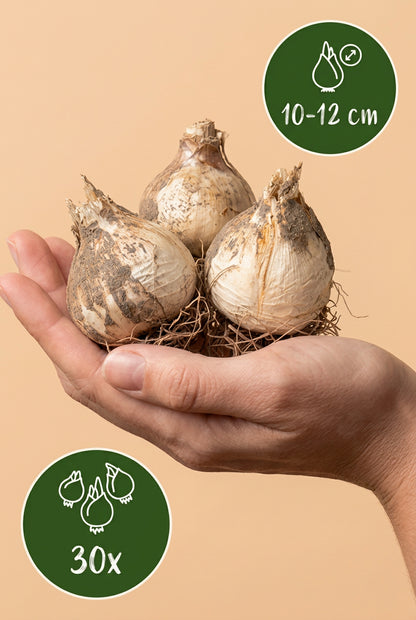 Allium &