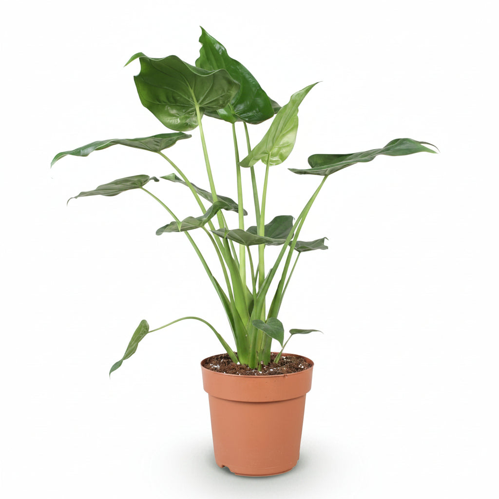 Pokojové rostliny - Alocasia Cucullata - Buddhova ruka - Nenáročná na údržbu - Zelená - 1 rostlina - Květináč 21cm - Výška 65-70cm