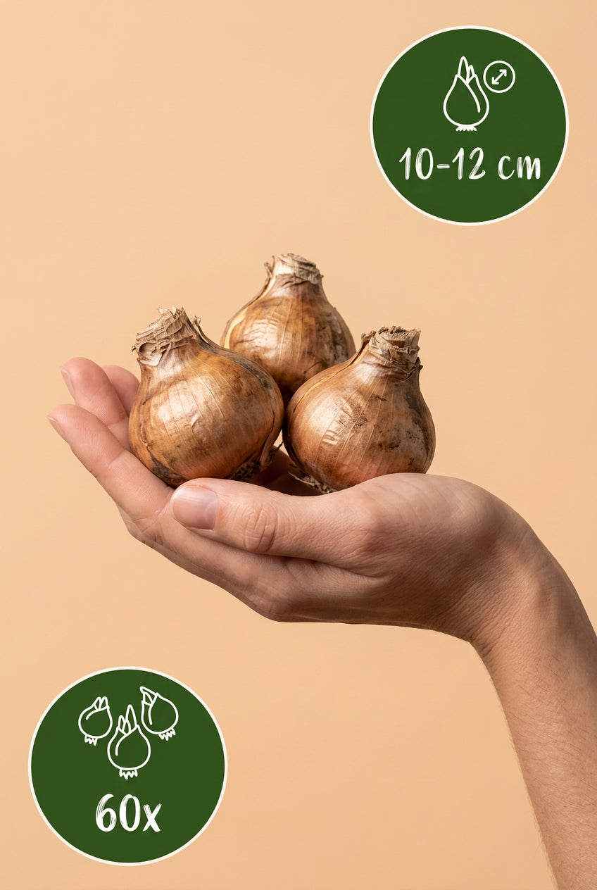 Allium &