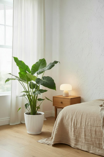 Pokojové rostliny - Alocasia Cucullata - Buddhova ruka - Nenáročná na údržbu - Zelená - 1 rostlina - Květináč 21cm - Výška 65-70cm