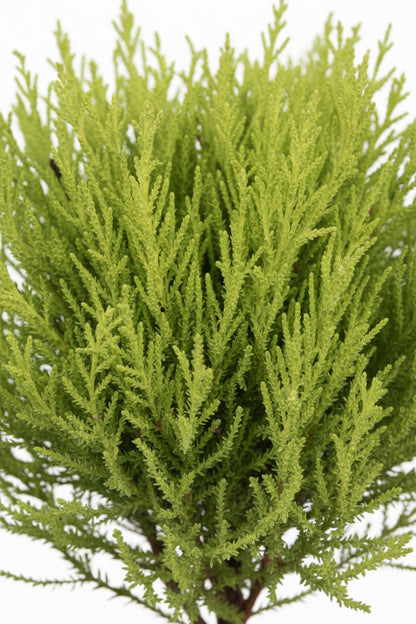 Cupressus Goldcrest Wilma topiaire double boule (Cyprès doré) — H60 cm | Pot Ø14 cm