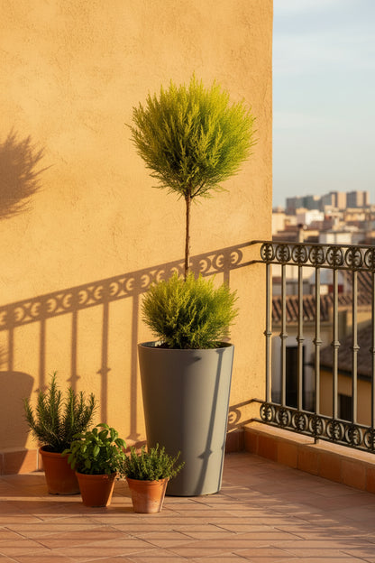 Cupressus Goldcrest Wilma topiaire double boule (Cyprès doré) — H60 cm | Pot Ø14 cm