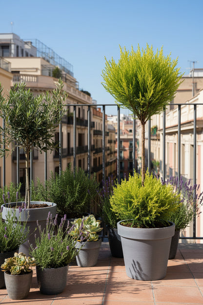 Cupressus Goldcrest Wilma topiaire double boule (Cyprès doré) — H60 cm | Pot Ø14 cm