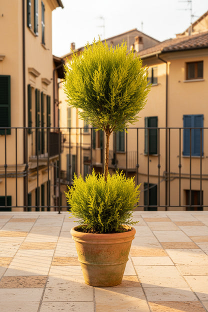Cupressus Goldcrest Wilma topiaire double boule (Cyprès doré) — H60 cm | Pot Ø14 cm