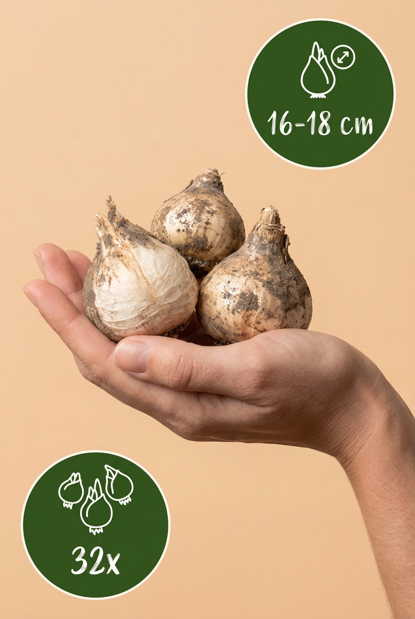 Allium «Gladiator» (ajo ornamental gigante) — Bulbos calibre 16/18
