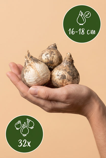 Allium «Gladiator» (ajo ornamental gigante) — Bulbos calibre 16/18
