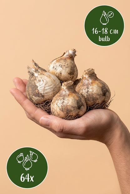Allium «Gladiator» (ajo ornamental gigante) — Bulbos calibre 16/18