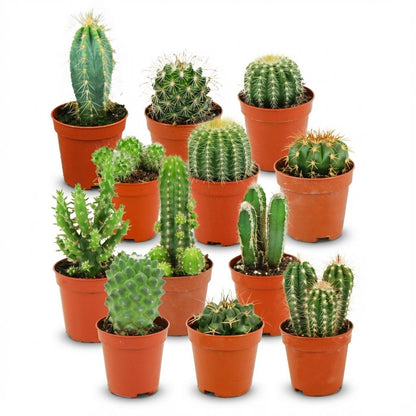 Sada mini kaktusů - 3 kusy - Ø 5.5 cm - výška: 5-10 cm