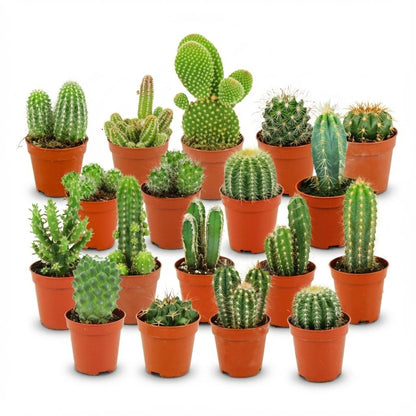 Sada mini kaktusů - 3 kusy - Ø 5.5 cm - výška: 5-10 cm