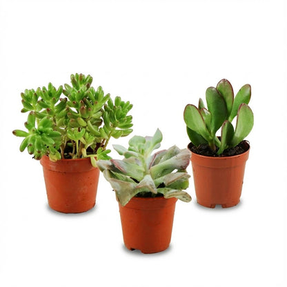 Mix de succulentes miniatures — H5-10 cm | Pot Ø5,5 cm
