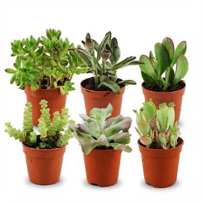 Mix de succulentes miniatures — H5-10 cm | Pot Ø5,5 cm