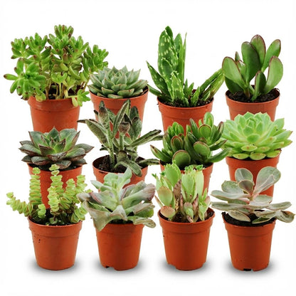 Mix de succulentes miniatures — H5-10 cm | Pot Ø5,5 cm
