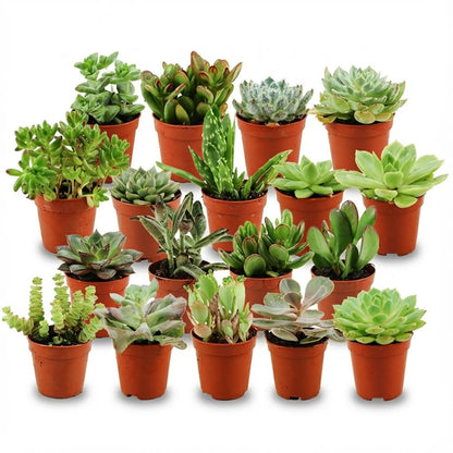 Mix de succulentes miniatures — H5-10 cm | Pot Ø5,5 cm