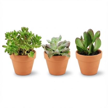 Mix de succulentes en pots terre cuite — H5-10 cm | Pot Ø8,1 cm